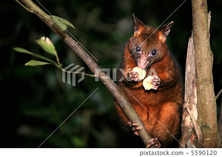 Possum on a branch 5590120