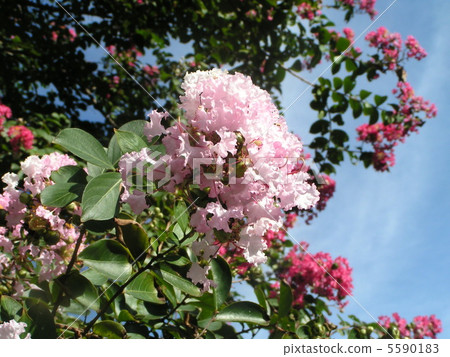 Red flowers and peach-colored flowers of crape myrtle Red flowers and peach-colored flowers of crape myrtle 5590183