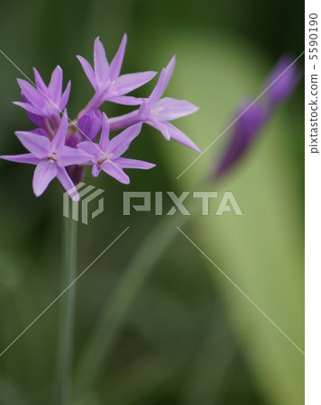 Tsurubakia (Ruri two characters) 5590190