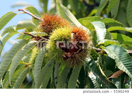 收穫栗子 收穫栗子 5590249