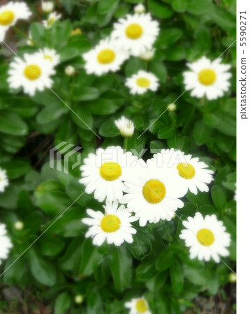 Autumn flower egg 5590271
