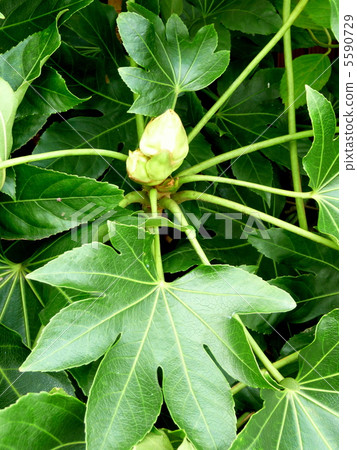 幸運的庭院樹虹鱒 5590729