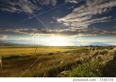 Summer falling summer 5590739