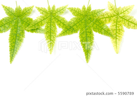 Leaves of conspicuous leaf vegetation Leaves of conspicuous leaf vegetation 5590789