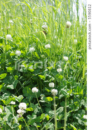 白三葉草 5590812