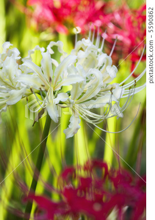 red and white spider lily 5590862