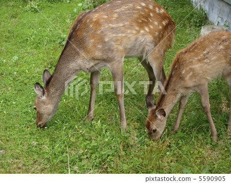 Ezoshika eating grass at the side of the road 5590905