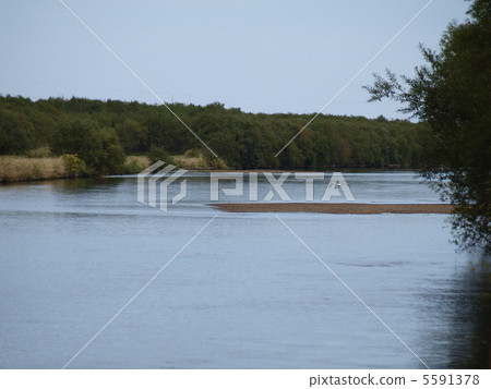 Salats are moving upwards to Shibetsu River 5591378