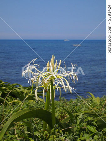 Hamayou vertical Hamayou vertical 5591424