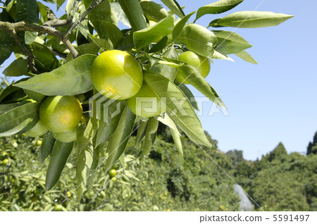 Wenzhou oranges Wenzhou oranges 5591497