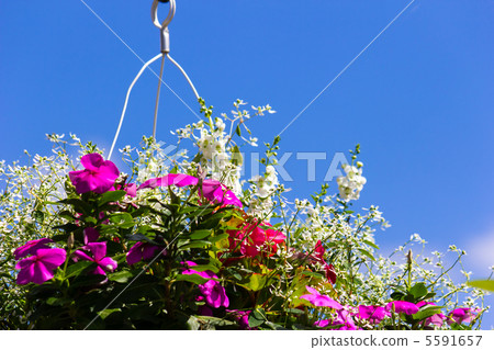 Hanging basket Hanging basket 5591657