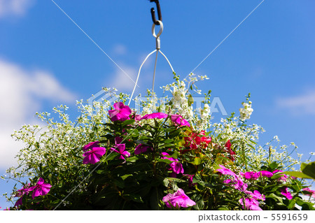 Hanging basket 5591659