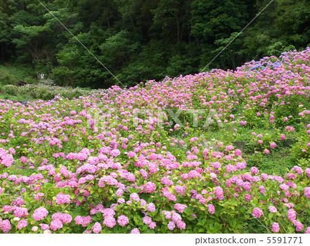 原來的溫泉·繡球花繡球花 5591771