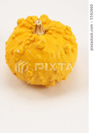 迷你南瓜 5592660