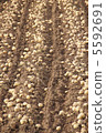 Potato Harvest 5592691