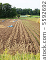 Potato Harvest 5592692