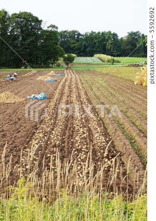 Potato Harvest 5592692