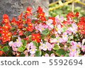 BECONIA 5592694