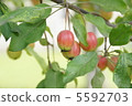 Walnut before falling 5592703