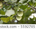 Walnut before falling 5592705