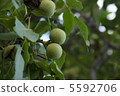 Walnut before falling 5592706