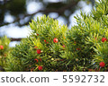 Mother fruit 5592732