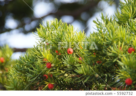 Mother fruit 5592732