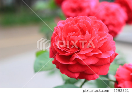 玫瑰El Di Brace重量 5592831