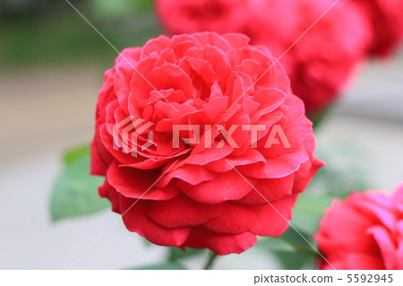 玫瑰El Di Brace重量2 5592945