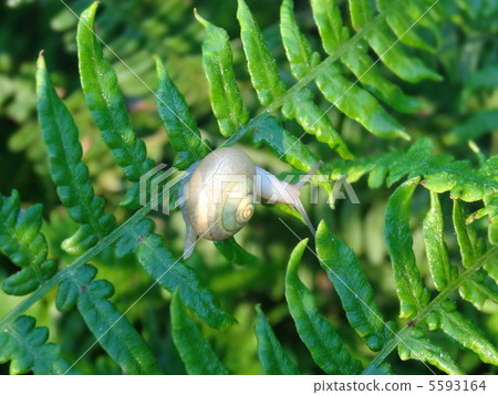 Snail Snail 5593164
