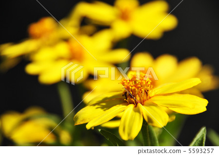 黃花 5593257