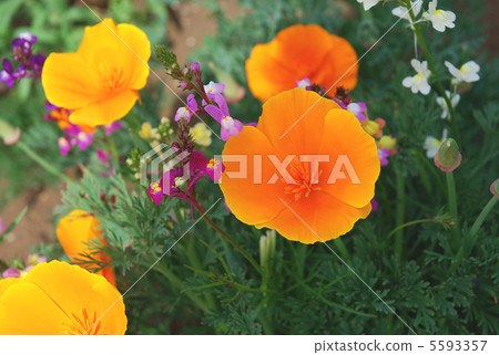 Flower of Hanabishishou (Hanabishi grass / California · Poppy) and Flower of Ginkgo Glut (Linaria) 5593357