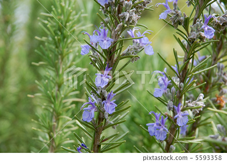 Rosemary flowers 5593358