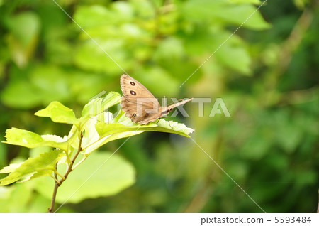 Janome蝴蝶 5593484