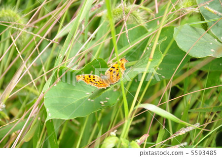 海龜 海龜 5593485