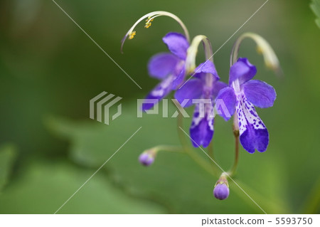 Blue flowers / blue flowers Blue flowers / blue flowers 5593750