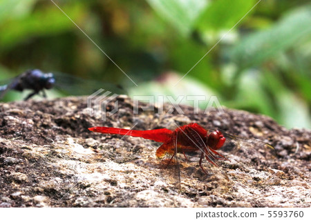 Red dragonfly 5593760