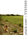 dachshund, toy dog, small-breed dog 5593949