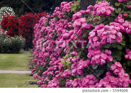 Rose of pink Rose of pink 5594006