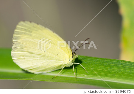 大腸桿菌 大腸桿菌 5594075