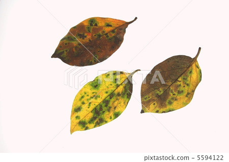 Fallen leaves  5594122