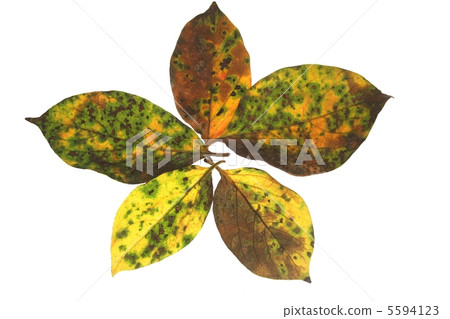 Fallen leaves  5594123