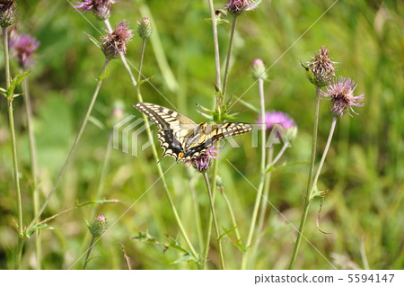 一隻鵪鶉 5594147