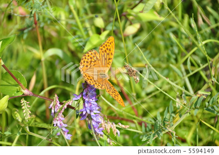 女性生長激素 5594149