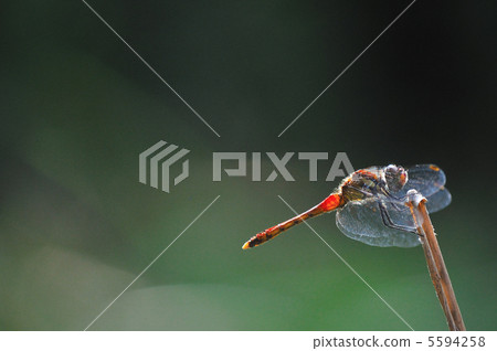 紅蜻蜓 5594258