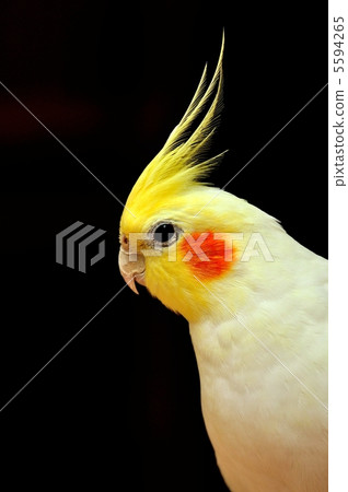 Okamaino的on-chan（♂） 5594265