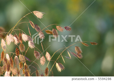 Wild oats Wild oats 5594286