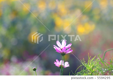 Blurred sunflower field Background pink cosmos Blurred sunflower field Background pink cosmos 5594295
