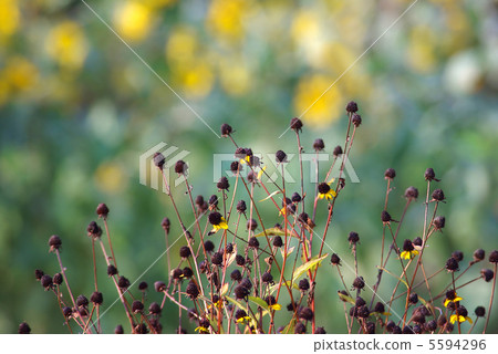 Rudobekia remaining in the flower core Takao Rudobekia remaining in the flower core Takao 5594296