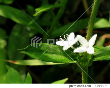 Meriken Mugra 5594398